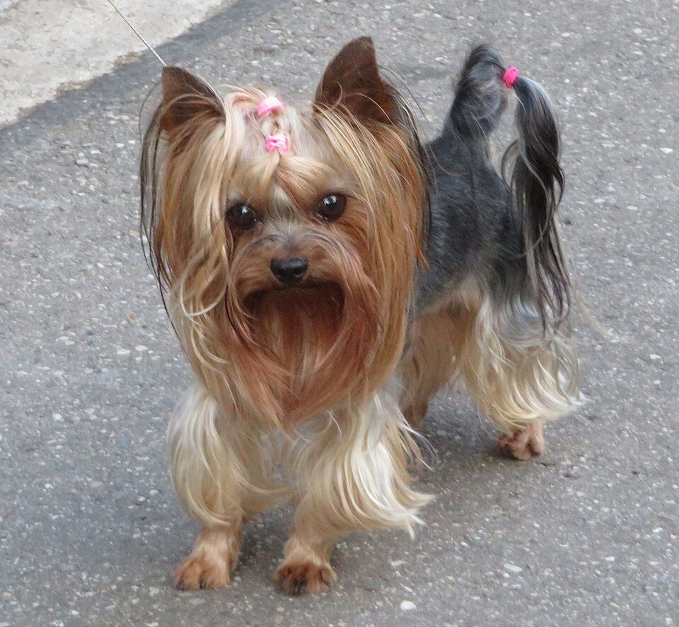Two Yorkshire Terriers standing together