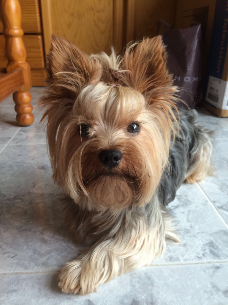 Yorkshire Terrier with a long silky coat