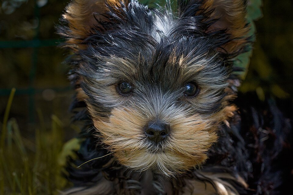 Close-up of a young Yorkie puppy